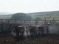DSCF5176